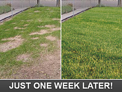 this is how your lawn will look like after the optimization is done by our Friendswood sprinkler repair team